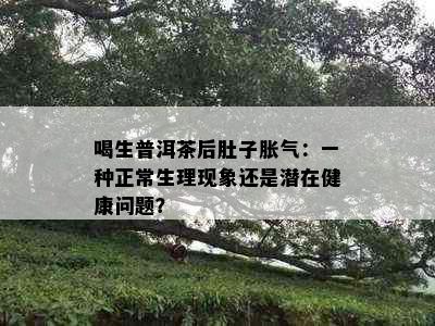 喝生普洱茶后肚子胀气：一种正常生理现象还是潜在健康问题？