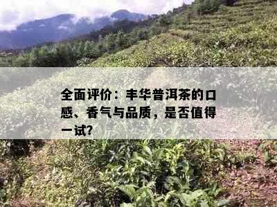 全面评价：丰华普洱茶的口感、香气与品质，是否值得一试？