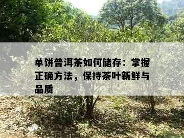 单饼普洱茶如何储存：掌握正确方法，保持茶叶新鲜与品质