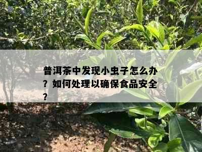 普洱茶中发现小虫子怎么办？如何处理以确保食品安全？