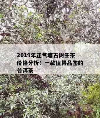 2019年正气塘古树生茶价格分析：一款值得品鉴的普洱茶