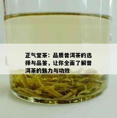 正气堂茶：品质普洱茶的选择与品鉴，让你全面了解普洱茶的魅力与功效