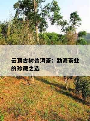 云顶古树普洱茶：勐海茶业的珍藏之选