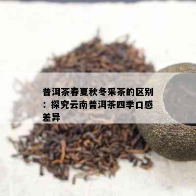 普洱茶春夏秋冬采茶的区别：探究云南普洱茶四季口感差异