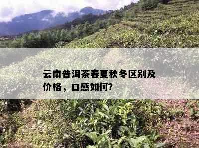 云南普洱茶春夏秋冬区别及价格，口感如何？