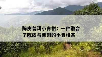 陈皮普洱小青柑：一种融合了陈皮与普洱的小青柑茶