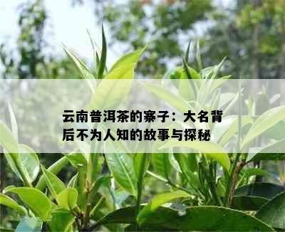 云南普洱茶的寨子：大名背后不为人知的故事与探秘