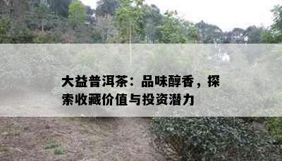 大益普洱茶：品味醇香，探索收藏价值与投资潜力