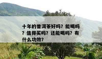 十年的普洱茶好吗？能喝吗？值得买吗？还能喝吗？有什么功效？