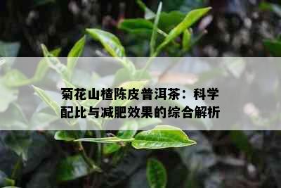 菊花山楂陈皮普洱茶：科学配比与减肥效果的综合解析