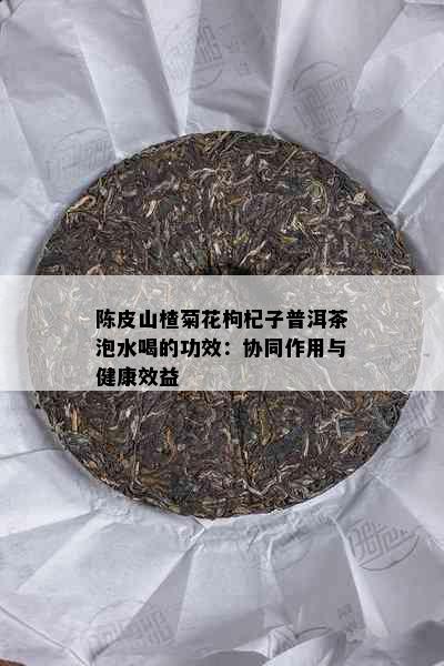 陈皮山楂菊花枸杞子普洱茶泡水喝的功效：协同作用与健康效益