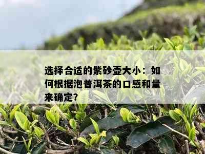 选择合适的紫砂壶大小：如何根据泡普洱茶的口感和量来确定？