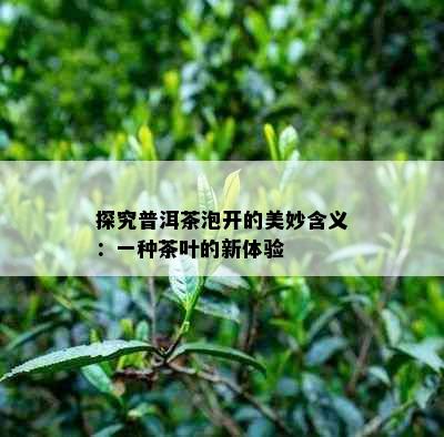 探究普洱茶泡开的美妙含义：一种茶叶的新体验