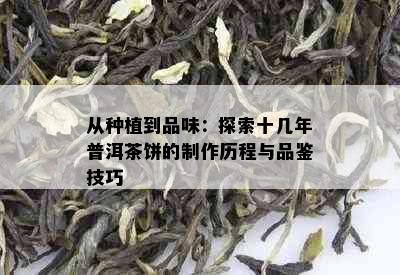 从种植到品味：探索十几年普洱茶饼的制作历程与品鉴技巧