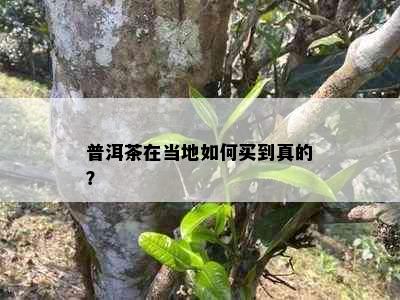 普洱茶在当地如何买到真的？