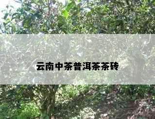 云南中茶普洱茶茶砖