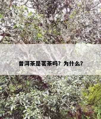 普洱茶是茗茶吗？为什么？