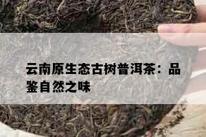 云南原生态古树普洱茶：品鉴自然之味