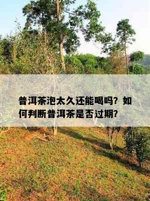 普洱茶泡太久还能喝吗？如何判断普洱茶是否过期？