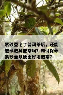 紫砂壶泡了普洱茶后，还能继续泡其他茶吗？如何保养紫砂壶以便更好地泡茶？