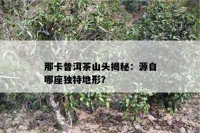 那卡普洱茶山头揭秘：源自哪座独特地形？