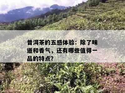 普洱茶的五感体验：除了味道和香气，还有哪些值得一品的特点？