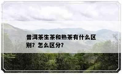 普洱茶生茶和熟茶有什么区别？怎么区分？