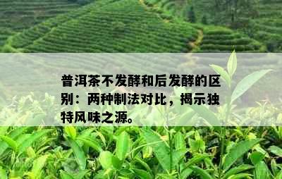 普洱茶不发酵和后发酵的区别：两种制法对比，揭示独特风味之源。