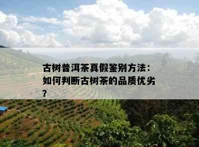 古树普洱茶真假鉴别方法：如何判断古树茶的品质优劣？