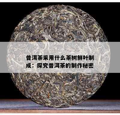 普洱茶采用什么茶树鲜叶制成：探究普洱茶的制作秘密