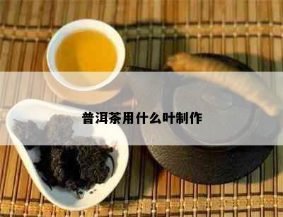 普洱茶用什么叶制作