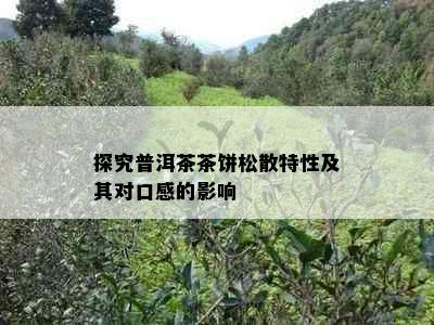 探究普洱茶茶饼松散特性及其对口感的影响