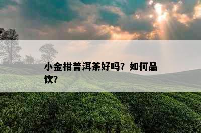 小金柑普洱茶好吗？如何品饮？