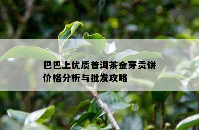 巴巴上优质普洱茶金芽贡饼价格分析与批发攻略