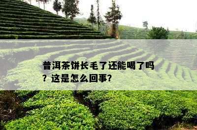 普洱茶饼长毛了还能喝了吗？这是怎么回事？