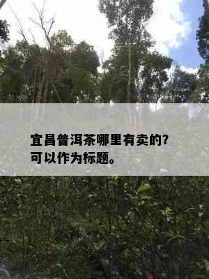 宜昌普洱茶哪里有卖的？ 可以作为标题。