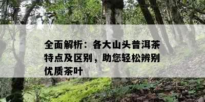 全面解析：各大山头普洱茶特点及区别，助您轻松辨别优质茶叶