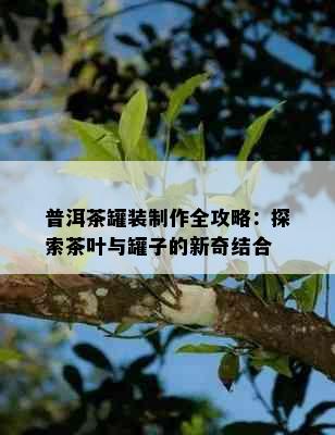 普洱茶罐装制作全攻略：探索茶叶与罐子的新奇结合