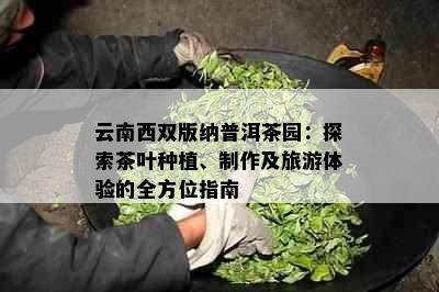 云南西双版纳普洱茶园：探索茶叶种植、制作及旅游体验的全方位指南