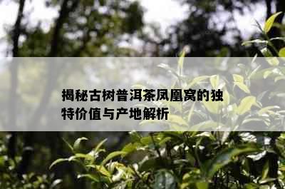 揭秘古树普洱茶凤凰窝的独特价值与产地解析