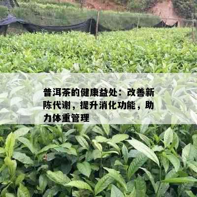 普洱茶的健康益处：改善新陈代谢，提升消化功能，助力体重管理