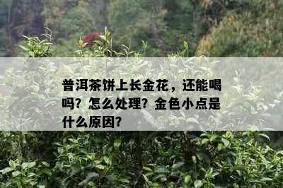 普洱茶饼上长金花，还能喝吗？怎么处理？金色小点是什么原因？