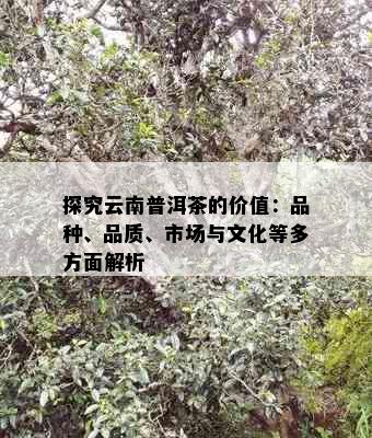 探究云南普洱茶的价值：品种、品质、市场与文化等多方面解析