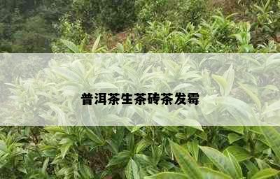 普洱茶生茶砖茶发霉