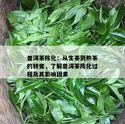 普洱茶陈化：从生茶到熟茶的转变，了解普洱茶陈化过程及其影响因素