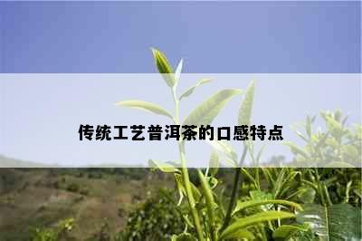 传统工艺普洱茶的口感特点