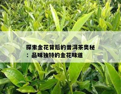 探索金花背后的普洱茶奥秘：品味独特的金花味道