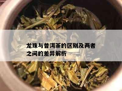 龙珠与普洱茶的区别及两者之间的差异解析