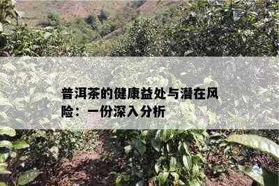 普洱茶的健康益处与潜在风险：一份深入分析