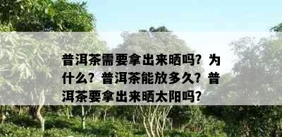 普洱茶需要拿出来晒吗？为什么？普洱茶能放多久？普洱茶要拿出来晒太阳吗？